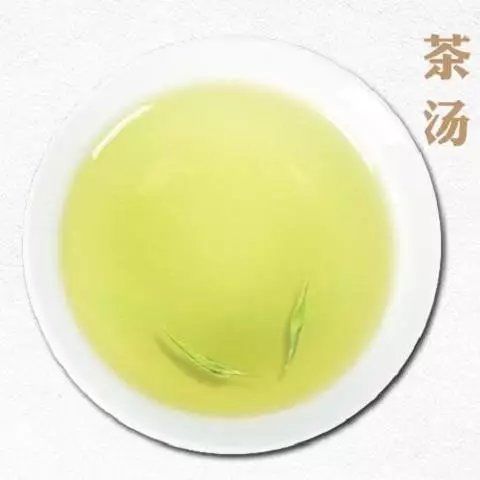 信陽毛尖 一品雨前春色，盡在2019新茶特級(jí)嫩芽