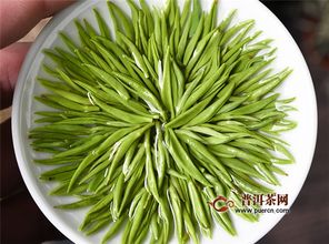 信陽毛尖 中原大地的翠色精靈