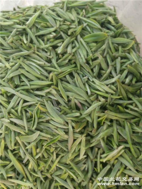 信陽毛尖明前上市，品味春日第一縷清香